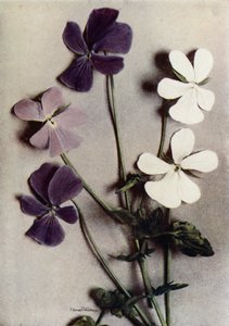 矢车菊的三个变种（彩色照片） 作者 英国摄影师