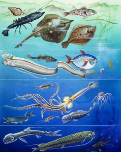 水下生物蒙太奇（纸上水粉画） 作者 英国摄影师