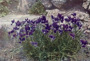 Viola Gracilis（彩色照片） 作者 英国摄影师