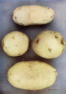白薯（彩色照片） 作者 英国摄影师