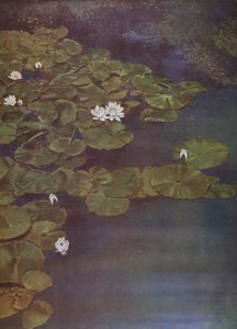 白色睡莲（照片） 作者 英国摄影师