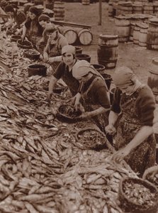 大雅茅斯的妇女分割和清洗鲱鱼（黑白照片） 作者 英国摄影师