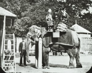 动物园，动物公园：大象与成人和儿童搭车，伦敦动物园，1894年 作者 英国摄影师