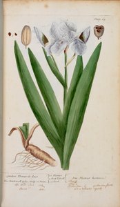 (花园）Flower-de-Luce。一朵鸢尾花，选自伊丽莎白-布莱克韦尔的《奇异的草本植物 作者 英语学校