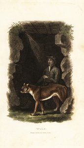 18 世纪英国绅士和他驯服的狼 Canis lupus 在洞穴入口处 作者 英语学校