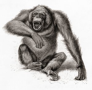 婆罗洲猩猩，Pongo pygmaeus，也拼作 orang-utan、orangutang 或 orang-utang。摘自《迈尔斯词典》，1924 年出版（印刷版） 作者 英语学校