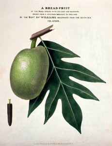 面包果，1825年（手工彩色） 作者 英语学校