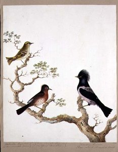 金色凤头W ,,达特福德莺和玫瑰色鹅口疮或Ouzel，1824年（纸上写着） 作者 英语学校