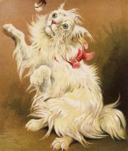 波斯猫（彩色石版画） 作者 英语学校