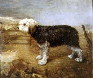 一条牧羊犬，超越田野 作者 英语学校