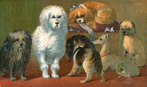 斯凯狗，法国贵宾犬，两只西班牙猎犬，意大利灵缇犬和哈巴狗
