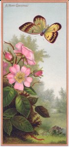 维多利亚时代的圣诞贺卡，描绘了一只蝴蝶和一束狗玫瑰，摄于1880年 作者 英语学校