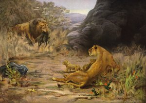 欢迎归来--狮子为幼崽带食物归来（彩色石版画） 作者 英语学校