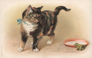 观看青蛙的猫 作者 英语学校