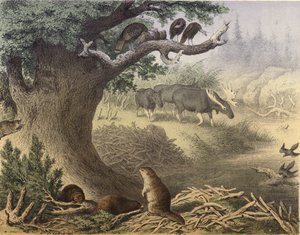 加拿大北部的一个场景，浣熊，海狸，野火鸡，麋鹿，鸽子 作者 英语学校