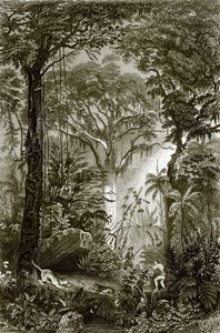 巴西森林里的一个场景 作者 英语学校