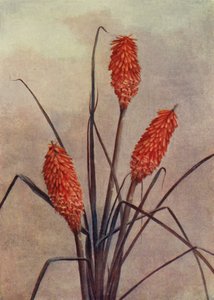 一朵绚丽的火炬花，Kniphofia Corallina Superba（彩色石版画） 作者 英语学校
