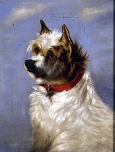 一只戴着红领子的梗犬 作者 英语学校
