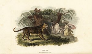 一只老虎，Panthera tigris，被一个挥舞着雨伞的英国女人吓跑了 作者 英语学校