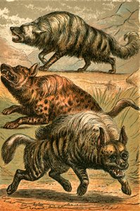 Aard Wolf，Spotted Hyena和Striped Hyena 作者 英语学校