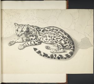添加 MS 11807 f.9 Tyger Cat，选自 "用印度墨水和铅笔绘制的各种动物和鸟类的大尺幅素描"（印度墨水，纸面）。 作者 英语学校