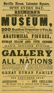 Reimerss Anatomical and Ethnological Museum的广告 作者 英语学校