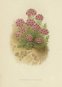 Tchihatchewia STAR 作者 英语学校
