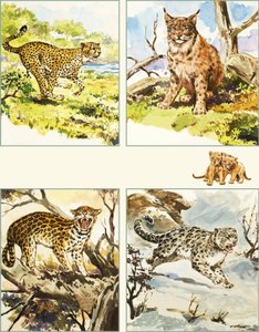 各种各样的大猫 作者 英语学校