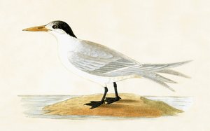 Allied Tern，查尔斯·罗伯特·布里（1811-86）于1867年出版的“不列颠群岛未观察到的欧洲鸟类历史”中的插图