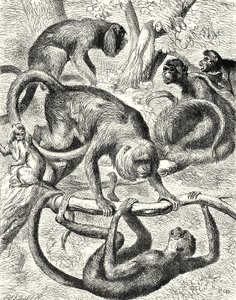 美洲猴（雕刻） 作者 英语学校