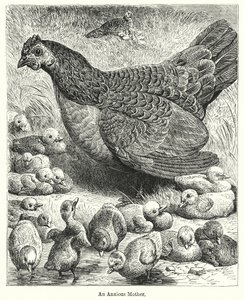 An Anxious Mother (engraving) 作者 英语学校