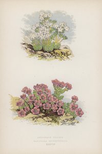 长毛安德罗斯; 虎耳草（彩色平版印刷） 作者 英语学校