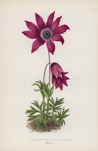 石莲花，霍尔滕斯（彩色石版画） 作者 英语学校