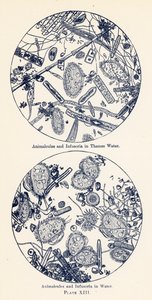 水中的动物和输卵管（彩色石版画） 作者 英语学校