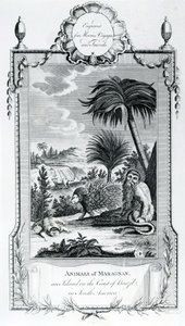 Maragnan的动物，从Moores Voyages和旅行采取的例证，1778年 作者 英语学校