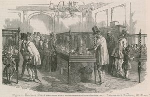 Philio-Peristeron社会年度鸽子秀 作者 英语学校