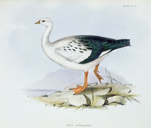 Anser Melanopterus，来自HMS Beagle 1832-36航行动物学，Charles Darwin（1809-92），1840年 作者 英语学校