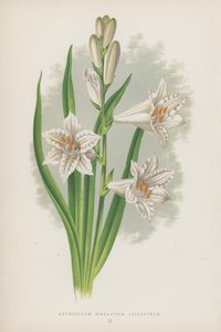 花药、百合花（彩色石版画） 作者 英语学校