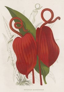 红掌scherzerianum 作者 英语学校
