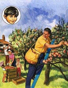 苹果采摘 作者 英语学校