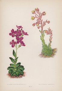 白叶阿拉伯树； Saxifraga Ambigua（彩色石版画） 作者 英语学校