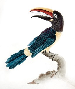 Aracari巨嘴鸟 作者 英语学校