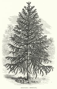 天竺葵(Araucaria Imbricata)（雕刻）。 作者 英语学校