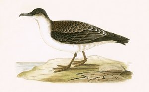 Arctic Cinereous Shearwater，来自&39;不列颠群岛未观察到的欧洲鸟类历史&39;的插图作者：查尔斯·罗伯特·布里（1811-86），1867年出版（彩色光刻） 作者 英语学校
