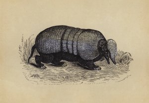 犰狳（彩色印刷） 作者 英语学校