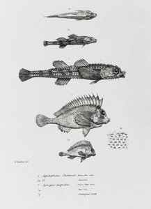 Aspidophorus Chiloensis和Agriopus Hispidus，来自查尔斯·达尔文的“HMS Beagle航行动物学，1832-36”中的第7页 作者 英语学校