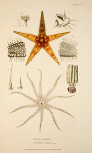 Asterias aurantiaca and Comatula carinata, pub.1833年手绘版画。 作者 英语学校