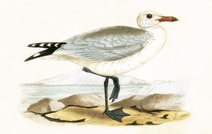 Audouin&39;s Gull，来自1867年出版的查尔斯·罗伯特·布里（1811-86）的“不列颠群岛未观察到的欧洲鸟类历史”的插图