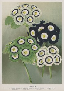 桂竹香 作者 英语学校