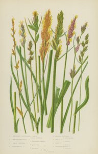 腋丛生薹草、布宁豪森薹草、大恐慌薹草、悖论薹草（彩色石版画） 作者 英语学校